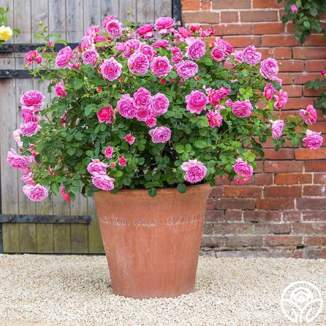 Heirloom Roses Princess Alexandra of Kent Rose - Thumbnail 3