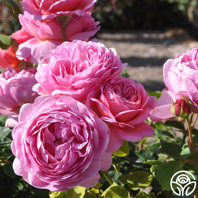 Heirloom Roses Princess Alexandra of Kent Rose - Thumbnail 4