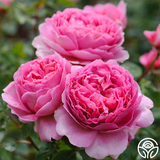 Princess Alexandra of Kent Rose - Thumbnail 3