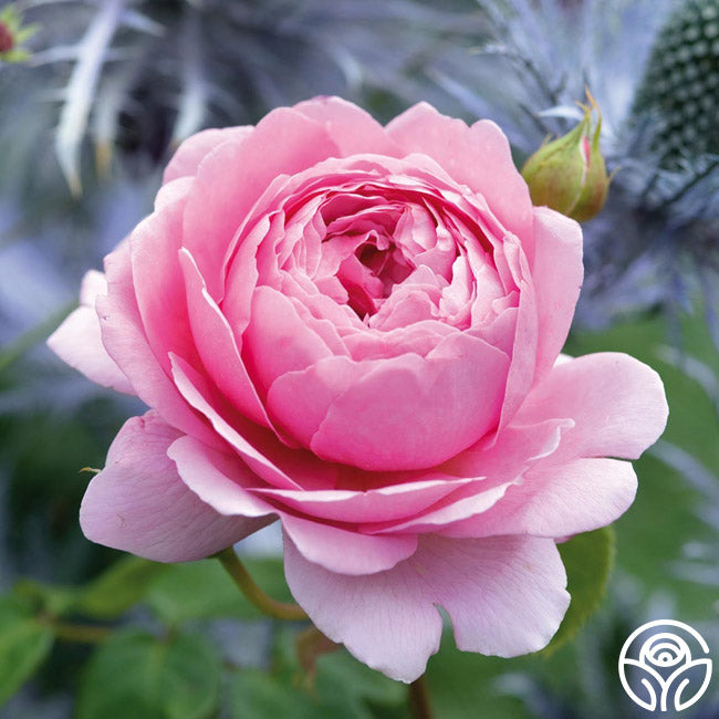 Princess Alexandra of Kent Rose