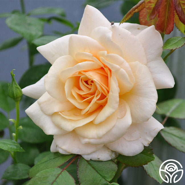 Pure Gold Floribunda Rose | Yellow Rose Bush – Heirloom