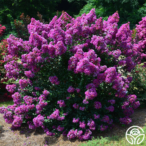 Purple Magic – Heirloom