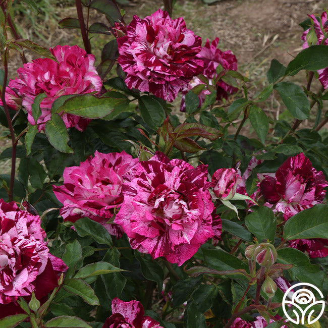 Purple Tiger – Heirloom Roses