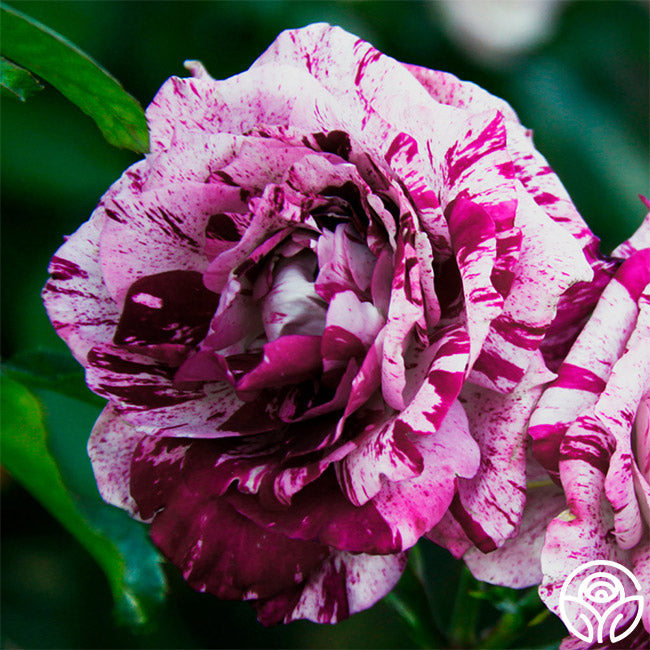 Purple Tiger | Purple Floribunda Rose Bush – Heirloom Roses