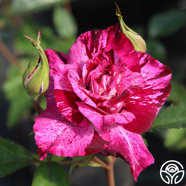 tiger striped rose seeds Purple Tiger