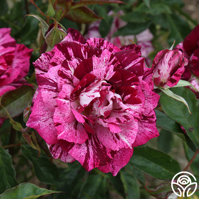 Purple Tiger – Heirloom Roses