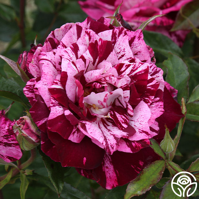 tiger striped rose seeds Purple Tiger