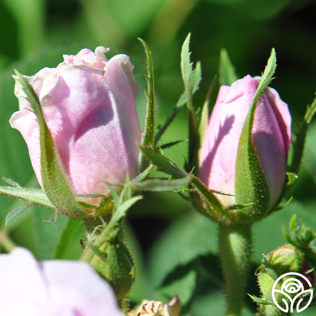 Quatre Saisons | Rose Plant – Heirloom