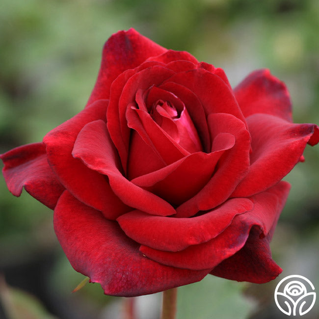 Queen Bee Rose Hardy Exceptionally Fragrant Heirloom Roses