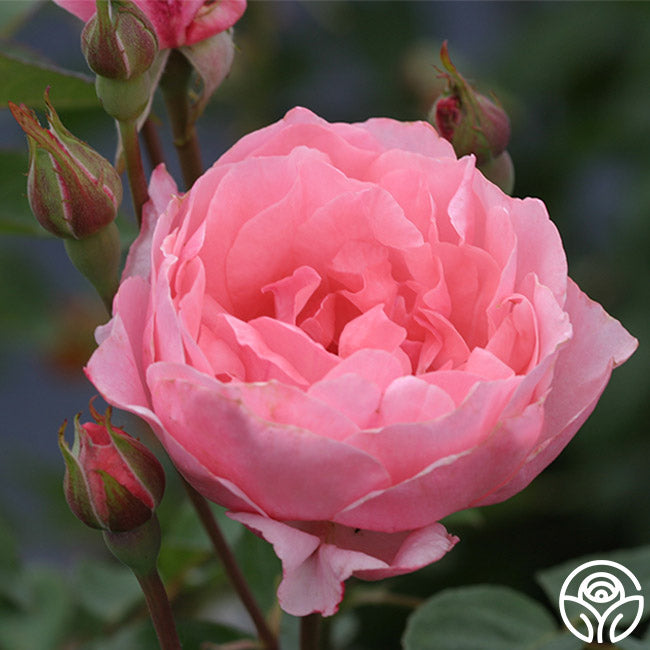 Queen Elizabeth Rose - Grandiflora - Lightly Fragrant – Heirloom Roses
