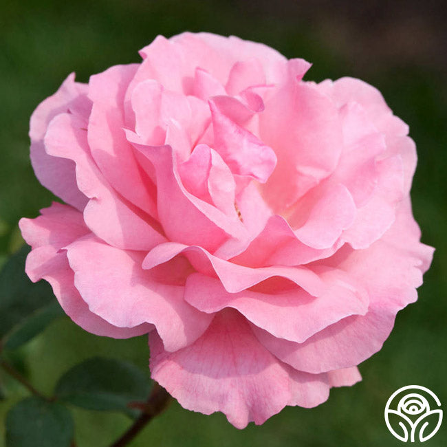Queen Elizabeth Rose - Grandiflora - Lightly Fragrant – Heirloom Roses
