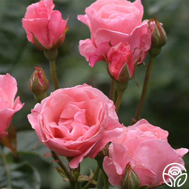 Queen Elizabeth Rose - Grandiflora - Lightly Fragrant – Heirloom Roses