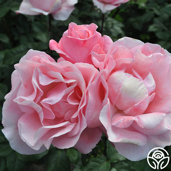 Heirloom Roses Queen Elizabeth - Thumbnail 2