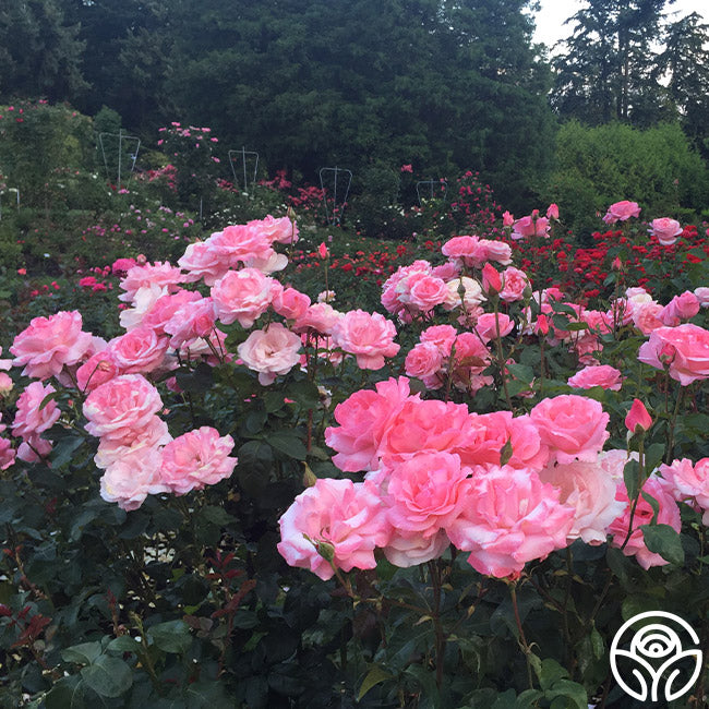 Heirloom Roses Queen Elizabeth - Thumbnail 4