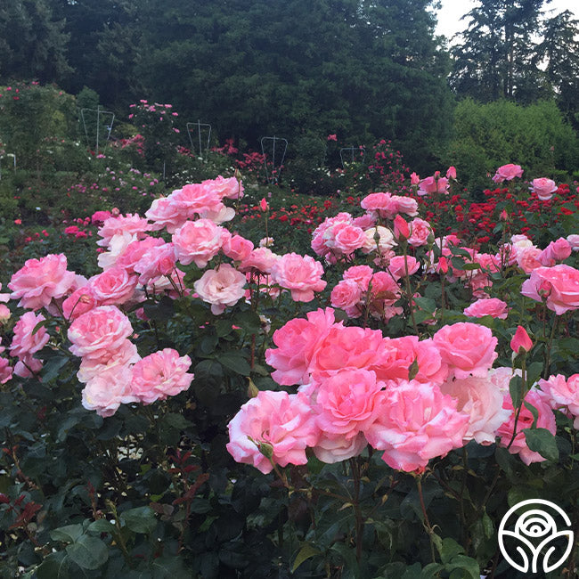 Queen Elizabeth - 2 Quart Rose Potted Live Plant – Ma Cherie Roses