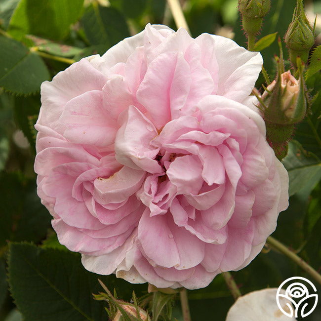 Denmark Roses Queen Of Denmark Rose - Albas - Very Fragrant – Heirloom Roses