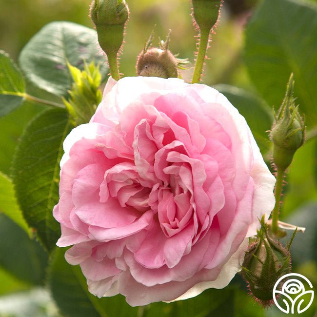 Denmark Roses Rose Queen Of Dänemark – Queen Mary stuns in new tiara: All of her best ...