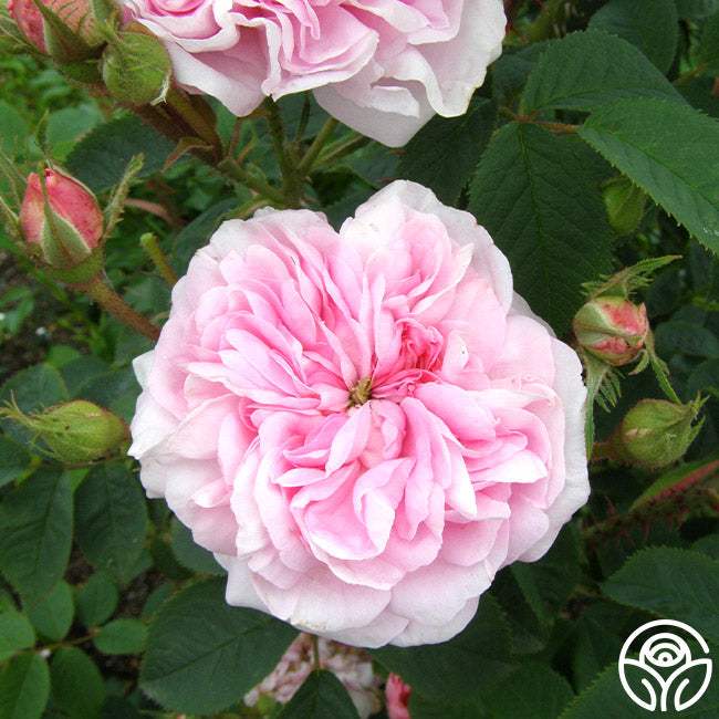 Denmark Roses Queen Of Denmark Rose - Albas - Very Fragrant – Heirloom Roses
