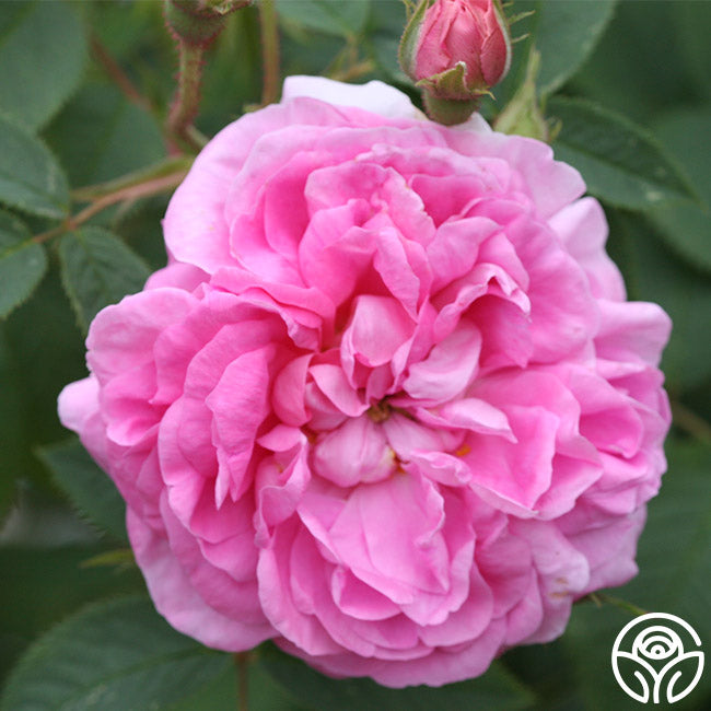 Denmark Roses Queen Of Denmark Rose - Albas - Very Fragrant – Heirloom Roses