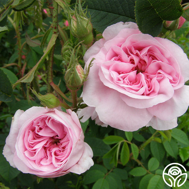 Denmark Roses Queen Of Denmark Rose - Albas - Very Fragrant – Heirloom Roses