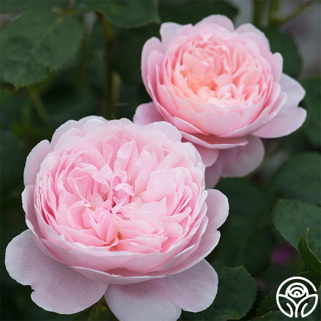 queen of sweden rose seeds Heirloom Roses Pink Rose Bush