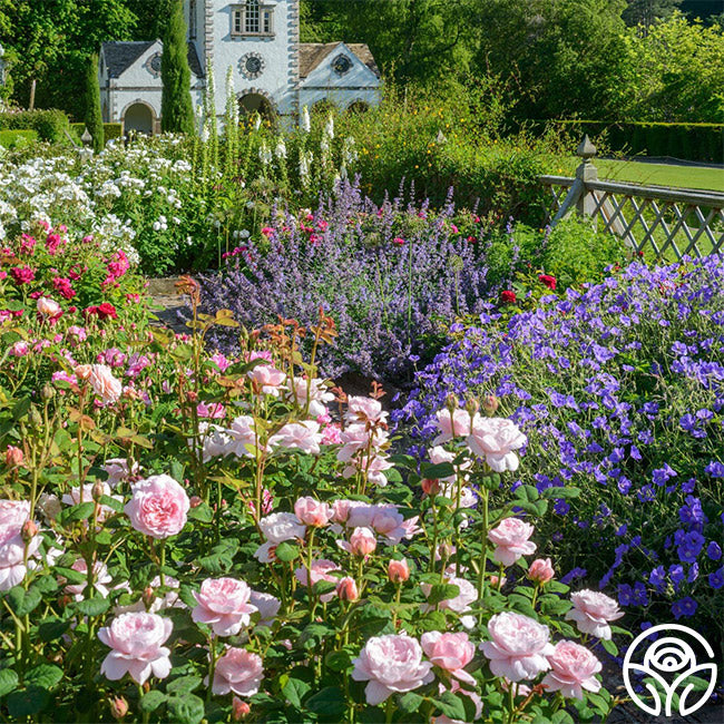Heirloom Roses English Shrub Rose Queen of Sweden - Thumbnail 4