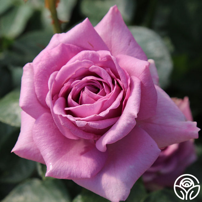 Heirloom Roses Arborose Quicksilver - Thumbnail 5