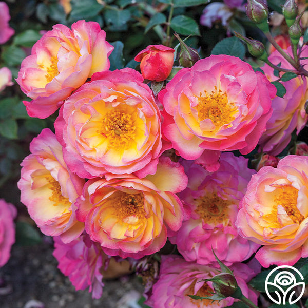 Happy Rose　0329 oh-happy-day-eleganza-rose-