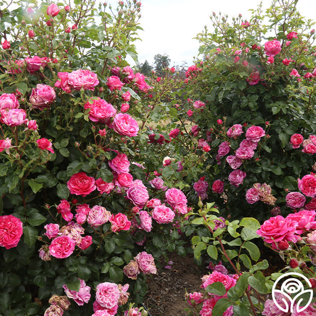 Raspberry Cream Twirl Rose - Climbing Roses - Lightly Fragrant ...
