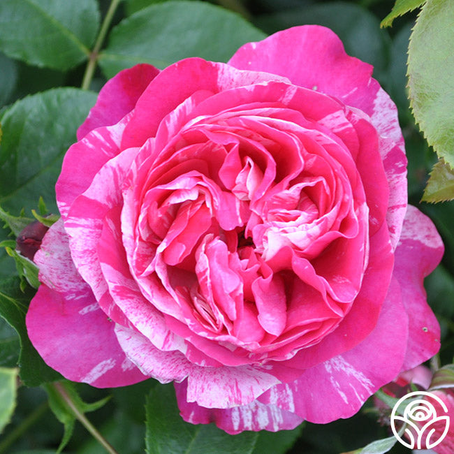 Raspberry Cream Twirl Rose - Climbing Roses - Lightly Fragrant ...
