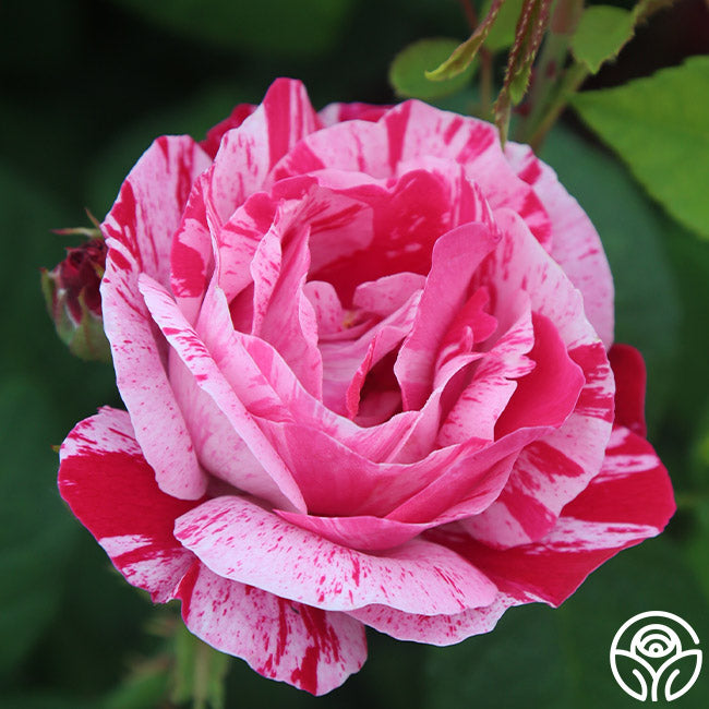 Raspberry Cream Twirl Rose - Climbing Roses - Lightly Fragrant ...