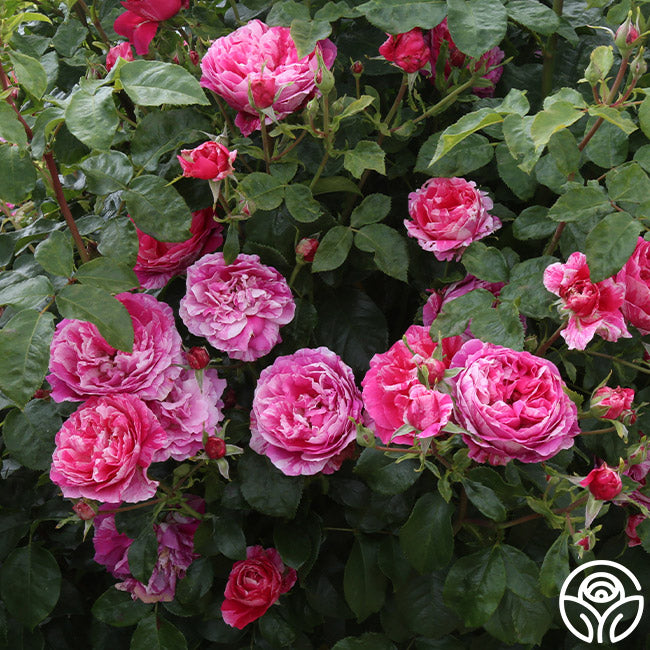 Raspberry Cream Twirl Rose - Climbing Roses - Lightly Fragrant ...