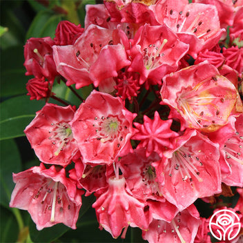 Raspberry Glow – Heirloom