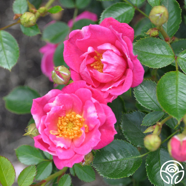 Raspberry Ruffles Rose - English Legend - Lightly Fragrant – Heirloom Roses