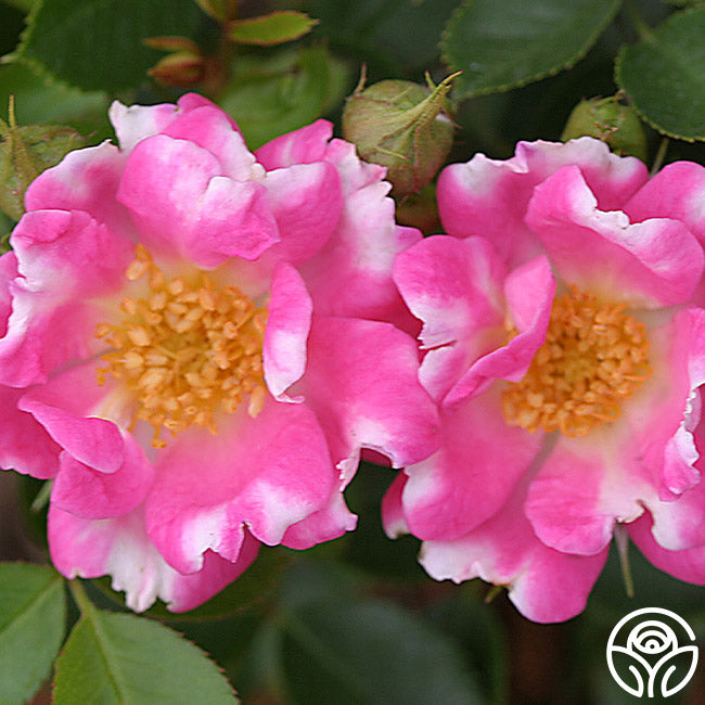 Raspberry Ruffles Rose - English Legend - Lightly Fragrant – Heirloom Roses