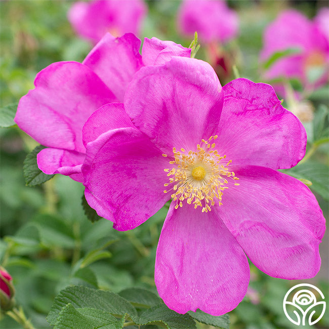 Raspberry Rugostar® – Heirloom Roses