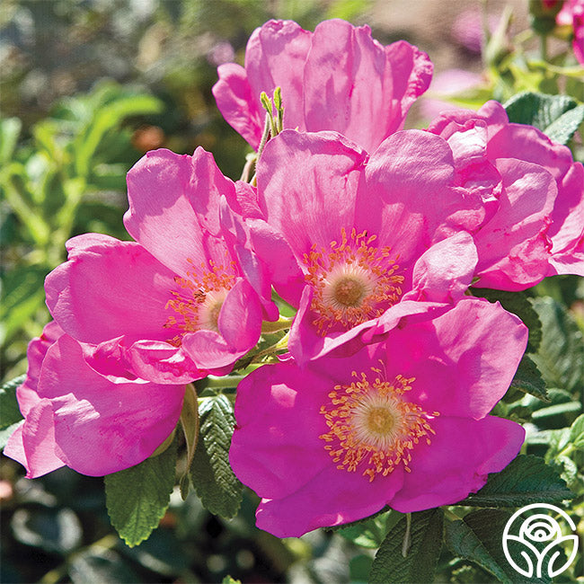Raspberry Rugostar® | Pink Rugosa Rose Bush – Heirloom