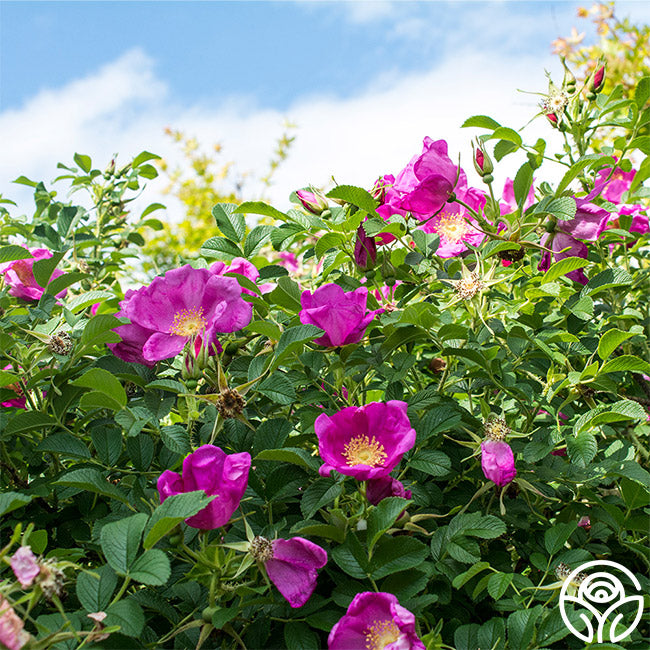 Raspberry Rugostar Rose Raspberry Rugostar® – Heirloom Roses