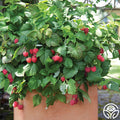 Raspberry Shortcake®