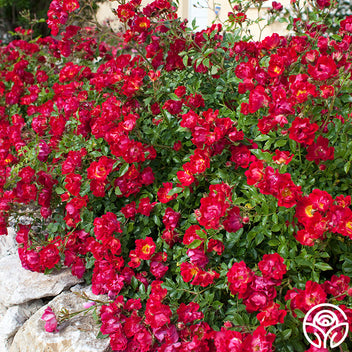 Red Ribbon Ground Cover Roses Red Drift® | Red Groundcover Rose Bush – Heirloom
