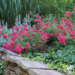 Red Ribbon Ground Cover Roses Red Drift® | Red Groundcover Rose Bush – Heirloom