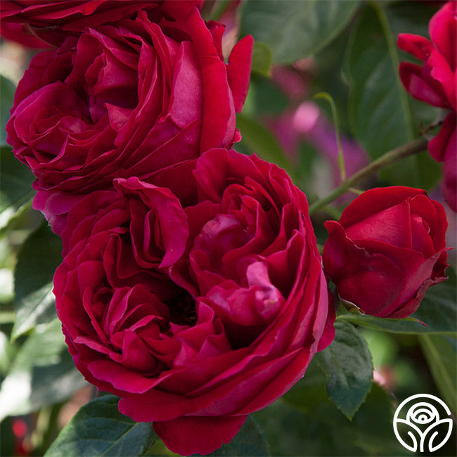 Ellen's Red Rocks Roses Red Eden Rose - Climbing Roses - Very Fragrant – Heirloom Roses