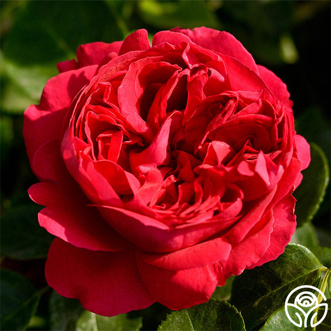 Ellen's Red Rocks Roses Red Eden Rose - Climbing Roses - Very Fragrant – Heirloom Roses