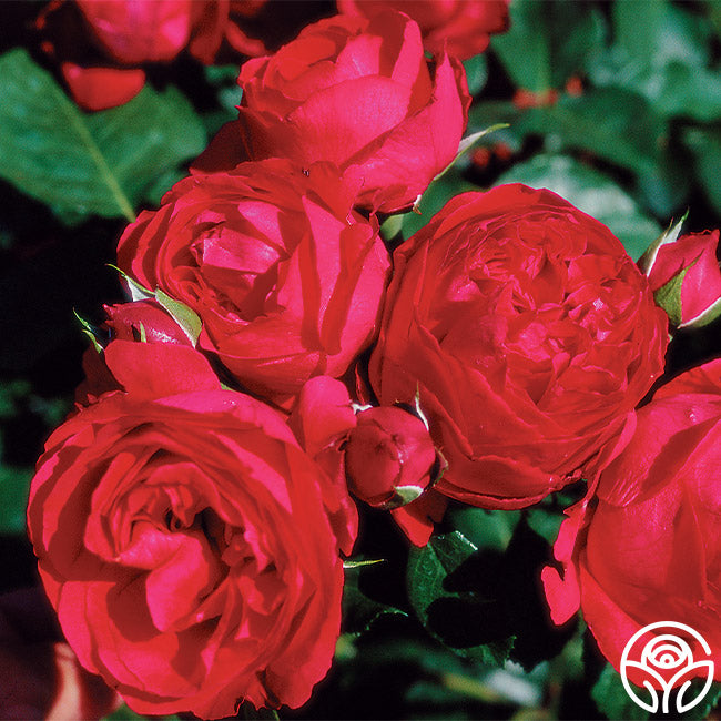 Ellen's Red Rocks Roses Red Eden Rose - Climbing Roses - Very Fragrant – Heirloom Roses