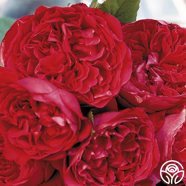 Ellen's Red Rocks Roses Red Eden Rose - Climbing Roses - Very Fragrant – Heirloom Roses