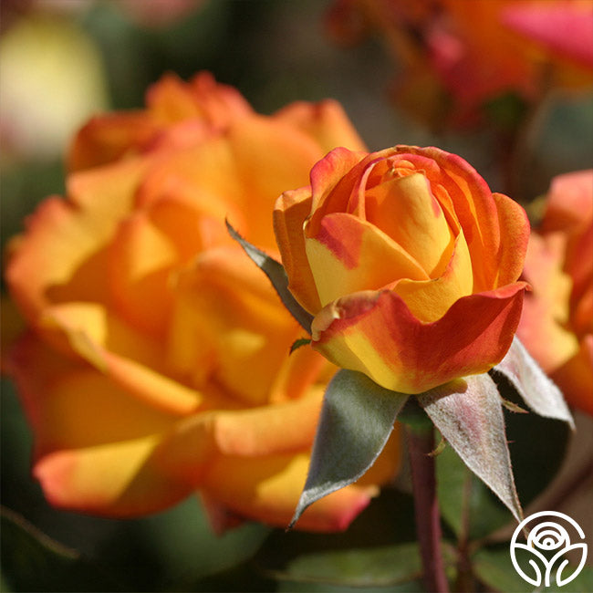 Red Gold Roses Image Red Gold – Heirloom Roses