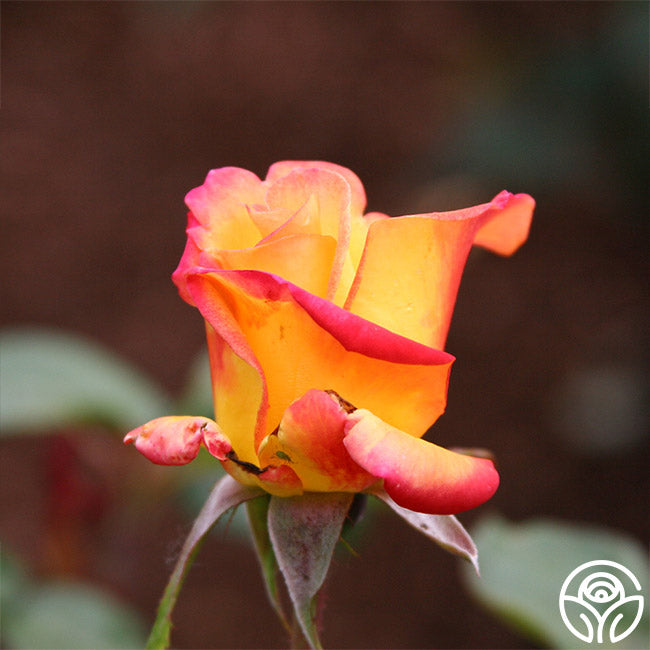Red Gold Roses Image Red Gold – Heirloom Roses