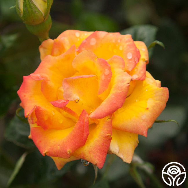 Red Gold | Colorful Hybrid Tea Rose Bush – Heirloom Roses