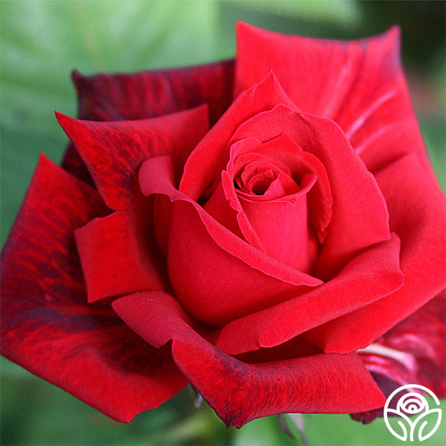 Red Masterpiece Rose - Hybrid Tea - Exceptionally Fragrant – Heirloom Roses