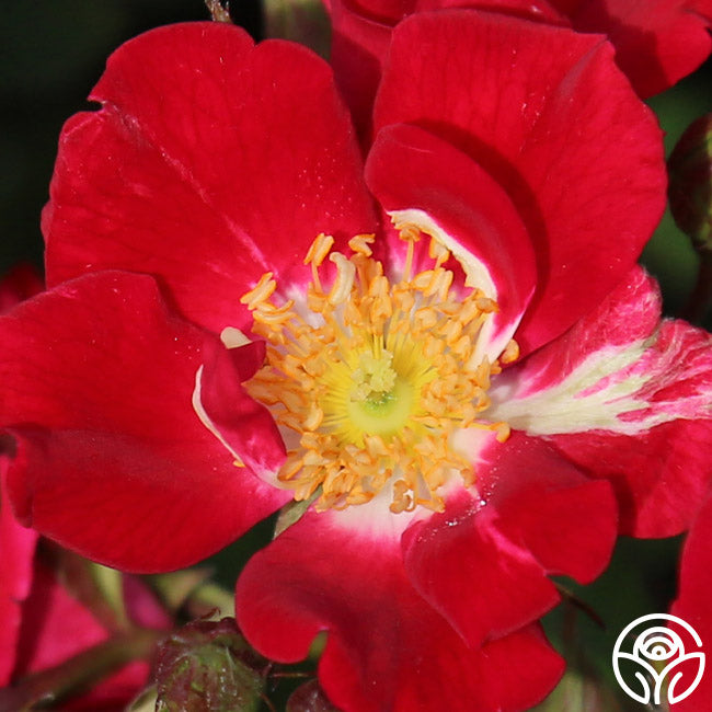 Red Meidiland Rose - Landscape - – Heirloom Roses